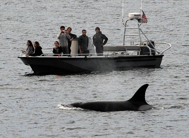 US cancels new protection for endangered West Coast whales | iNFOnews.ca