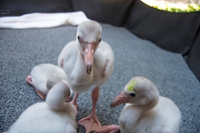 California zoo welcomes 5 baby flamingos after chick drought | iNFOnews.ca CP1084583110