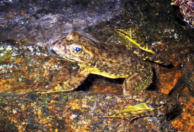 California: Protections imposed for endangered frogs, toads | iNFOnews.ca