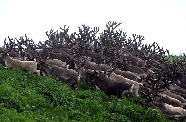 Alaska village eyes reindeer plant idea as economic boost | iNFOnews.ca