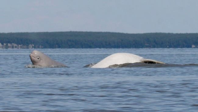 Research shows diet shift of beluga whales in Alaska inlet | iNFOnews.ca Research shows diet shift of beluga whales in Alaska inlet | iNFOnews.ca