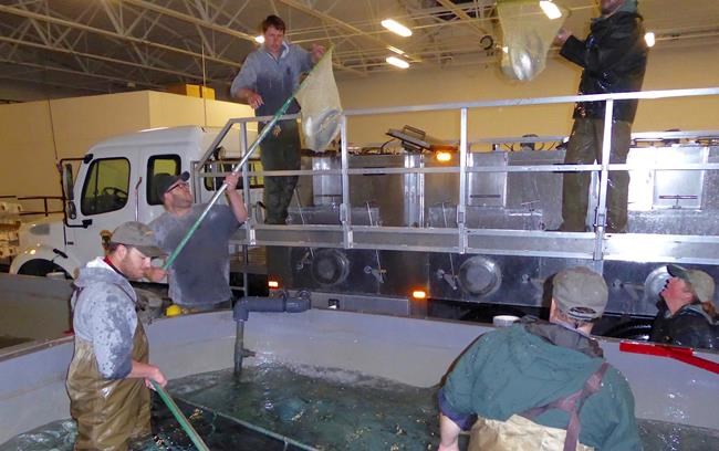 Sockeye salmon removed from flood-threatened Idaho hatchery | iNFOnews.ca