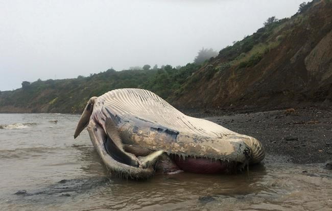 Third dead whale in a week washes ashore in California | iNFOnews.ca
