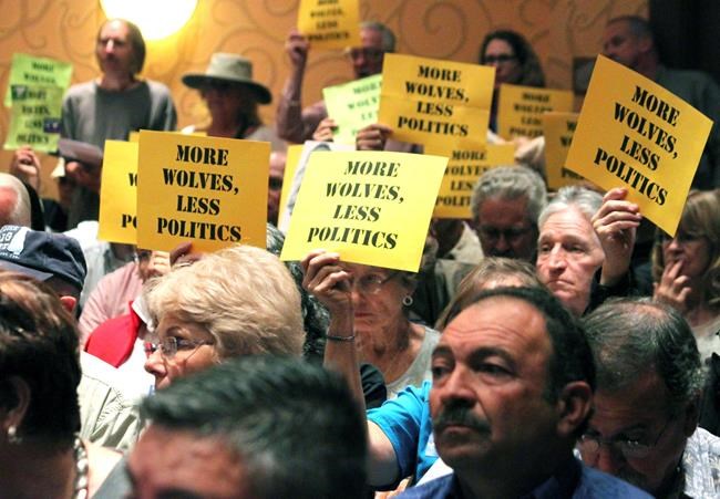 US adopts recovery plan for Mexican wolves, lawsuit planned | iNFOnews.ca