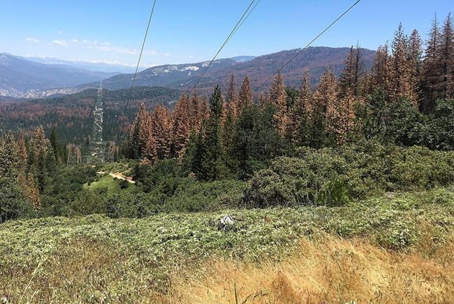 Feds: Drought kills 66 million trees in California's Sierra | iNFOnews.ca Feds: Drought kills 66 million trees in California's Sierra | iNFOnews.ca