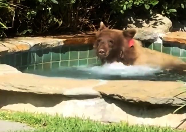Margarita-loving bear takes a dip in a California hot tub | iNFOnews.ca Margarita-loving bear takes a dip in a California hot tub | iNFOnews.ca