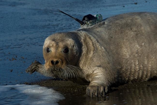 Attorneys argue for listing bearded seals as threatened | iNFOnews.ca