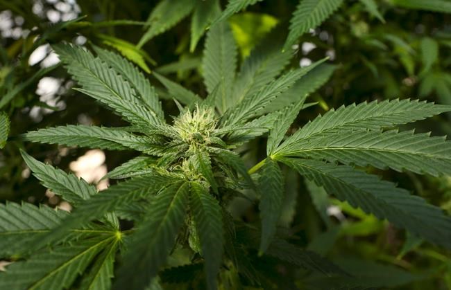 California considers plan to encourage marijuana banking | iNFOnews.ca