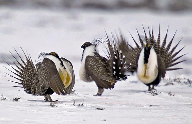 Sage grouse review done, but scant time for Trump's changes | iNFOnews.ca Sage grouse review done, but scant time for Trump's changes | iNFOnews.ca