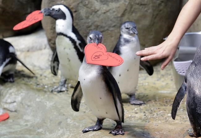 Love on the rocks: Penguins celebrating Valentine's Day | iNFOnews.ca