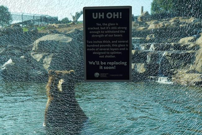 Oakland Zoo: Child, not grizzly bears, cracked glass window | iNFOnews.ca