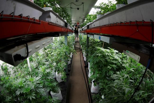 Denver unveils new system for clearing marijuana convictions | iNFOnews.ca Denver unveils new system for clearing marijuana convictions | iNFOnews.ca