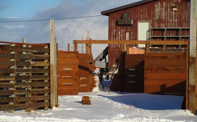 Eskimo village aims to serve up reindeer meat far and wide | iNFOnews.ca