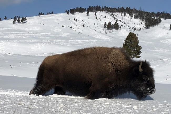 Yellowstone bison entering Montana face slaughter, hunters | iNFOnews.ca CP651842781