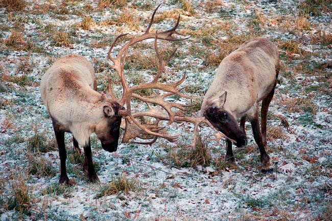 Groups to sue US agency over loss of caribou herd | iNFOnews.ca Groups to sue US agency over loss of caribou herd | iNFOnews.ca