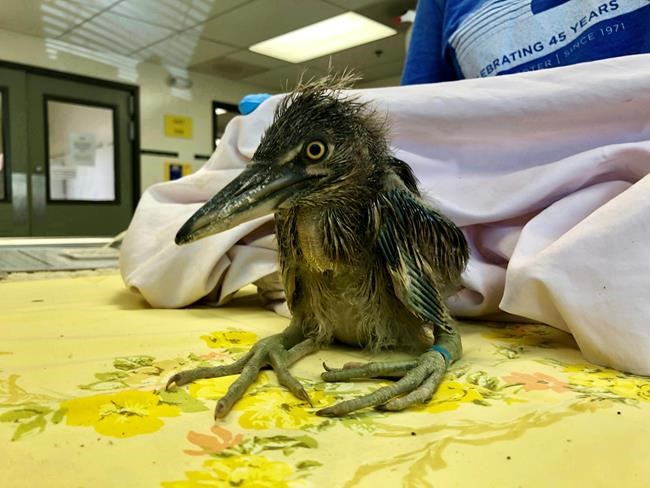 Animal rescue group needs help caring for 89 baby birds | iNFOnews.ca Animal rescue group needs help caring for 89 baby birds | iNFOnews.ca