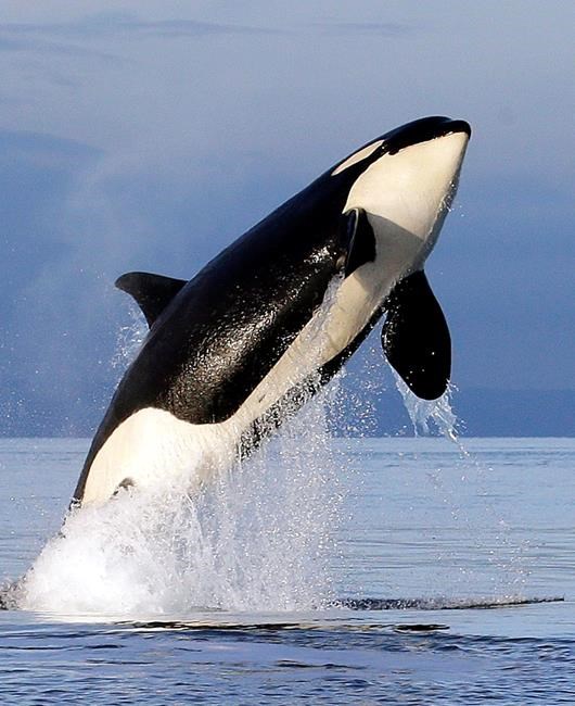 Groups sue to restrict salmon fishing, help Northwest orcas | iNFOnews.ca Groups sue to restrict salmon fishing, help Northwest orcas | iNFOnews.ca