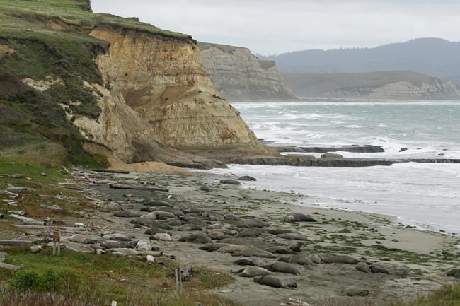 Influx of elephant seals restricts Point Reyes beach access | iNFOnews.ca