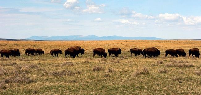 US agency to look at bringing back bison on Montana refuge | iNFOnews.ca