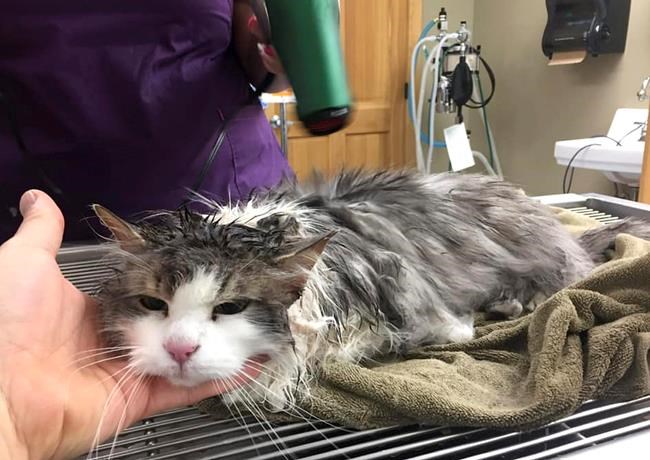 Veterinarians revive cat that nearly froze in Montana | iNFOnews.ca Veterinarians revive cat that nearly froze in Montana | iNFOnews.ca