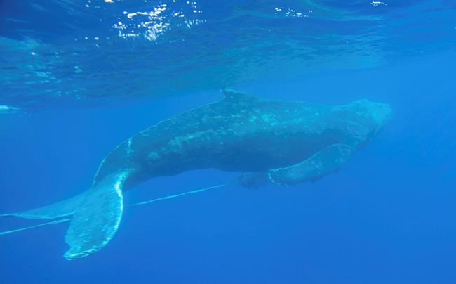 Young humpback whale freed from fishing gear off Hawaii | iNFOnews.ca Young humpback whale freed from fishing gear off Hawaii | iNFOnews.ca