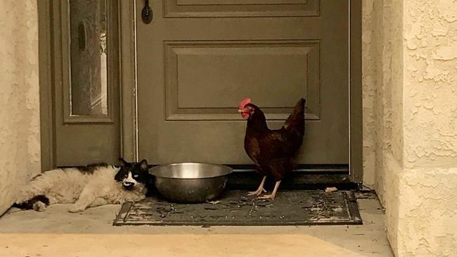 Feline and hen become fast fire friends | iNFOnews.ca