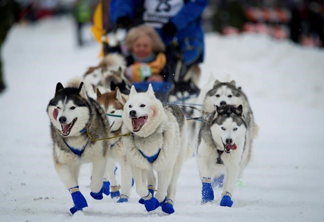 Iditarod sled dog race across Alaska kicks off this weekend | iNFOnews.ca