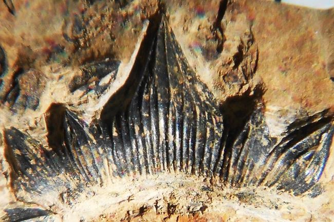 ‘Godzilla’ shark discovered in New Mexico gets formal name | iNFOnews.ca ‘Godzilla’ shark discovered in New Mexico gets formal name | iNFOnews.ca