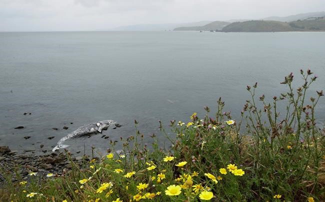 More ships slow down off California to avoid killing whales | iNFOnews.ca