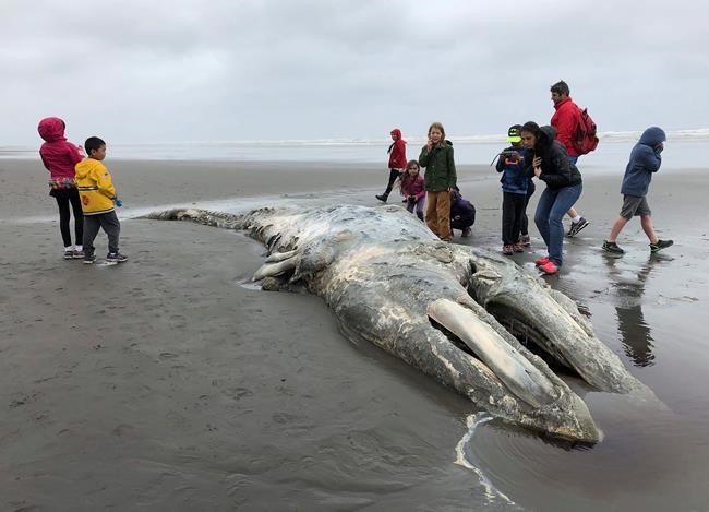 Feds to investigate spike in gray whale deaths on West Coast | iNFOnews.ca