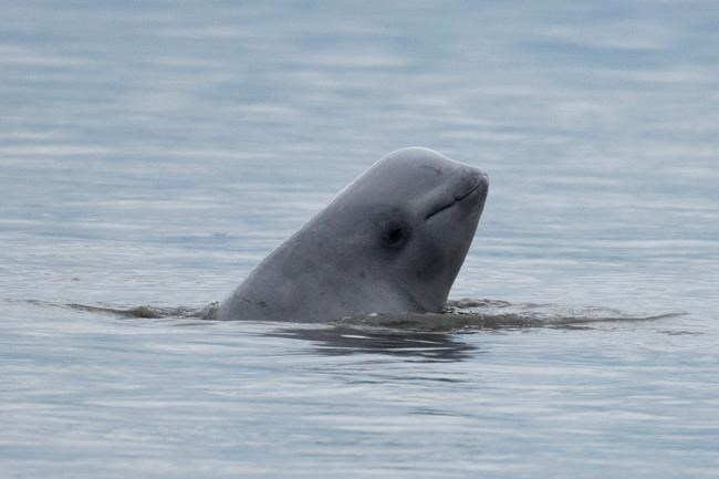 Groups give notice they will sue to protect beluga whales | iNFOnews.ca