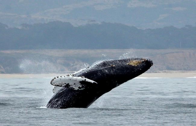 Trump administration agrees to protect West Coast humpbacks | iNFOnews.ca