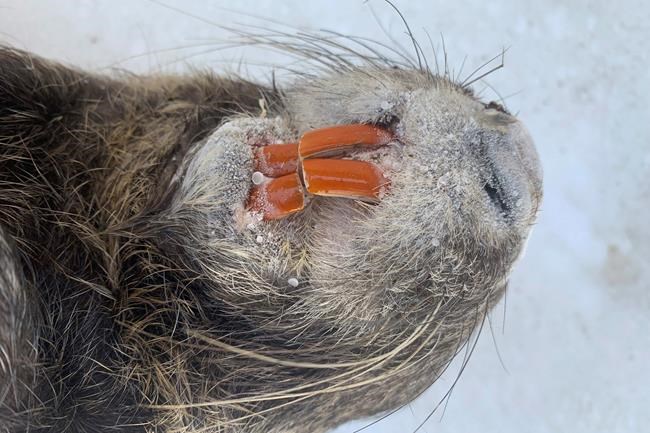 California farm region faces furry new threat: swamp rodents | iNFOnews.ca