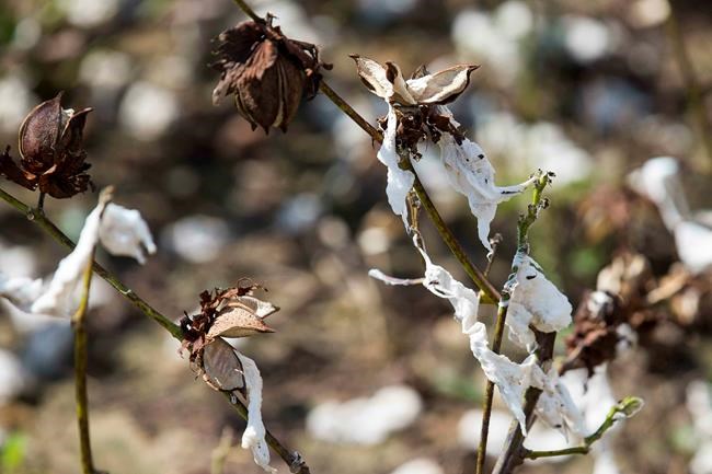 New Mexico led US pecan production after storm hit Georgia | iNFOnews.ca New Mexico led US pecan production after storm hit Georgia | iNFOnews.ca
