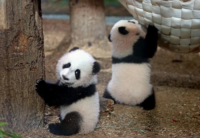 Twin pandas to say bye-bye to Atlanta as they head to China | iNFOnews.ca Twin pandas to say bye-bye to Atlanta as they head to China | iNFOnews.ca