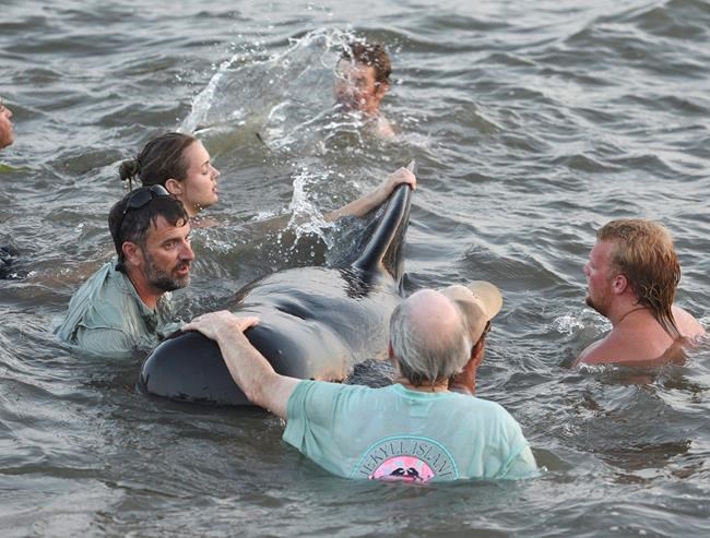 Georgia beachgoers help pilot whales from stranding on shore | iNFOnews.ca Georgia beachgoers help pilot whales from stranding on shore | iNFOnews.ca