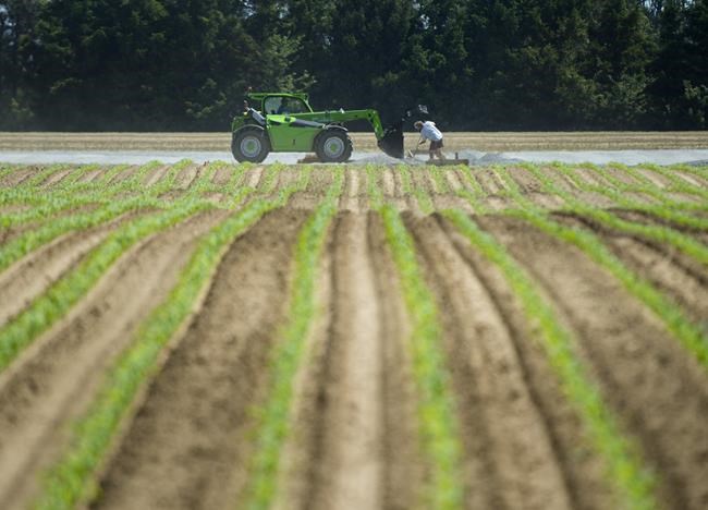 COVID-19 highlights need for better treatment of migrant labour, advocates say | iNFOnews.ca COVID-19 highlights need for better treatment of migrant labour, advocates say | iNFOnews.ca