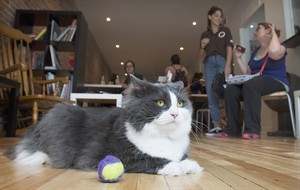 Coffee and kittens: Cat cafe in Montreal claims to be North America's first | iNFOnews.ca CP29706459