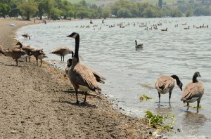 Canada Geese are seen on a Vernon beach with hundreds swimming on a lake in the background.