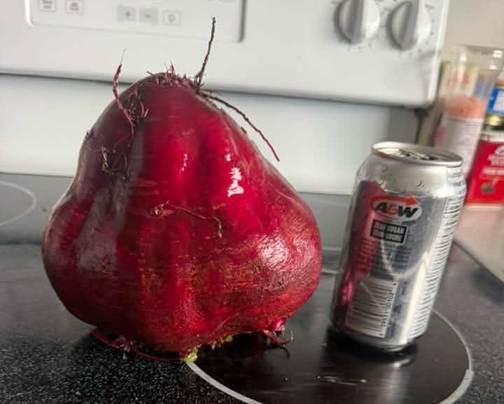 iN PHOTOS: The biggest eggplant in Kelowna and other Thompson-Okanagan veggie tales | iNwine