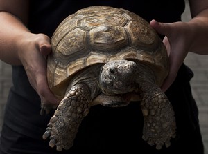 N.S. tortoise celebrates 90th birthday with cake, lemonade and lots of kids | iNFOnews.ca CP19769711
