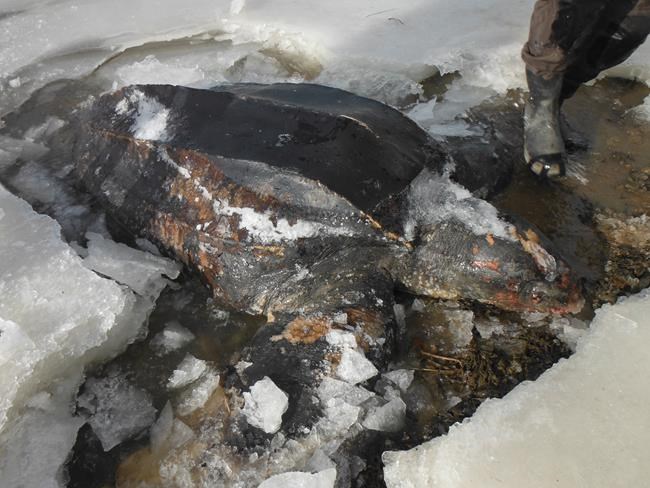 Huge sea turtle found dead in unlikely spot: A frozen Cape Breton lake | iNFOnews.ca
