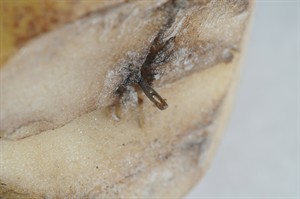 Probe expands to french fry plant after sewing needles found in potatoes: RCMP | iNFOnews.ca CP30293733