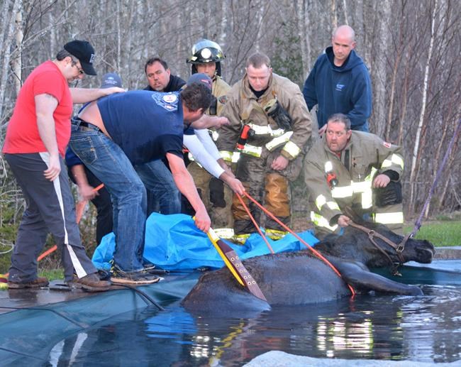 Team of firefighters haul struggling half-tonne horse from frigid P.E.I. pool | iNFOnews.ca Team of firefighters haul struggling half-tonne horse from frigid P.E.I. pool | iNFOnews.ca