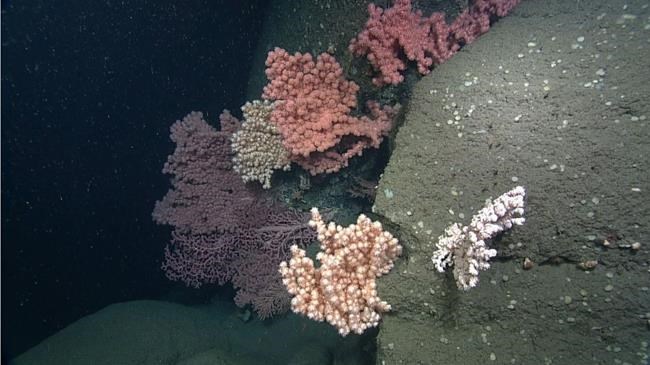 Undersea canyons with multicoloured coral off N.S. getting special protection | iNFOnews.ca