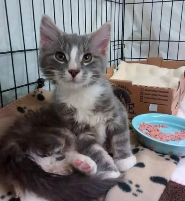 Garbagemen rescue 'gorgeous little' kitten from New Brunswick snowbank | iNFOnews.ca