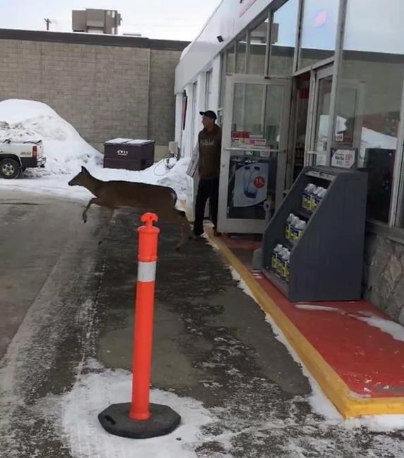 Trio of deer wreak havoc at New Brunswick gas station, leaving store in disarray | iNFOnews.ca Trio of deer wreak havoc at New Brunswick gas station, leaving store in disarray | iNFOnews.ca