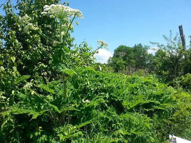 Canadians warned to look out for invasive giant hogweed that burns, blinds | iNFOnews.ca Canadians warned to look out for invasive giant hogweed that burns, blinds | iNFOnews.ca