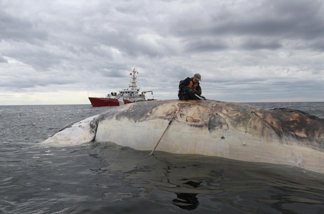 Rising right whale death toll could be "catastrophic": marine biologist | iNFOnews.ca