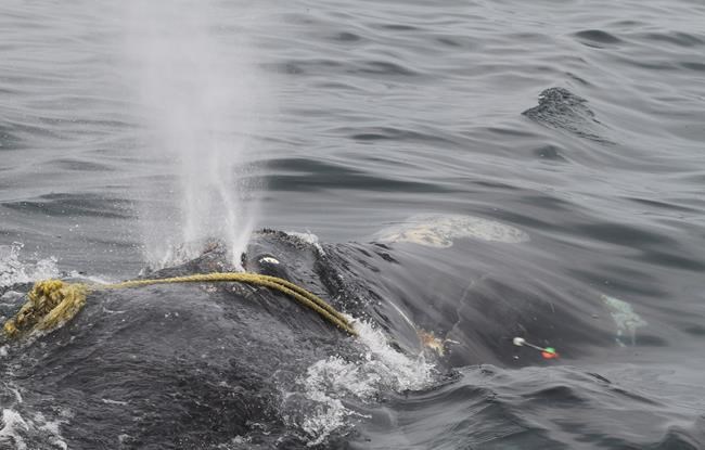 Crews hope to free 'prolific' female right whale named Kleenex from rope on jaw | iNFOnews.ca Crews hope to free 'prolific' female right whale named Kleenex from rope on jaw | iNFOnews.ca
